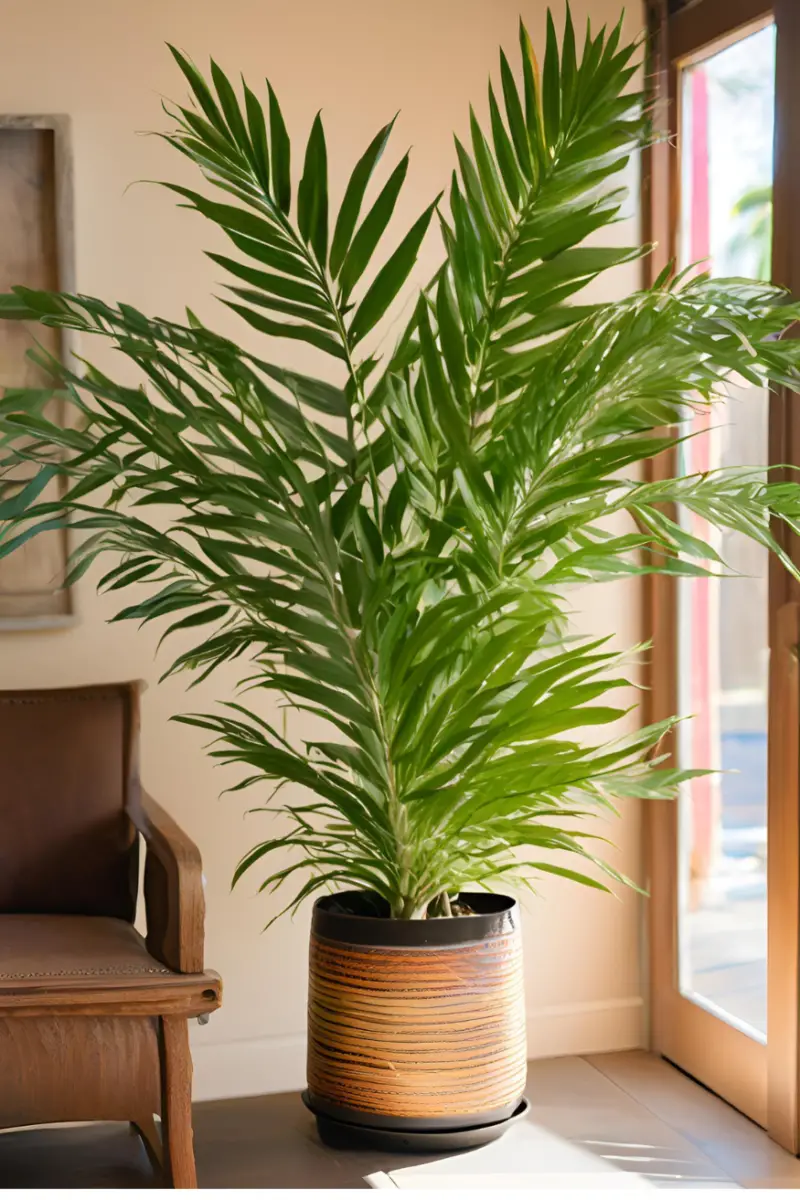 A Parlor Palm in a decorative pot, positioned next to a wooden bookshelf filled with books.