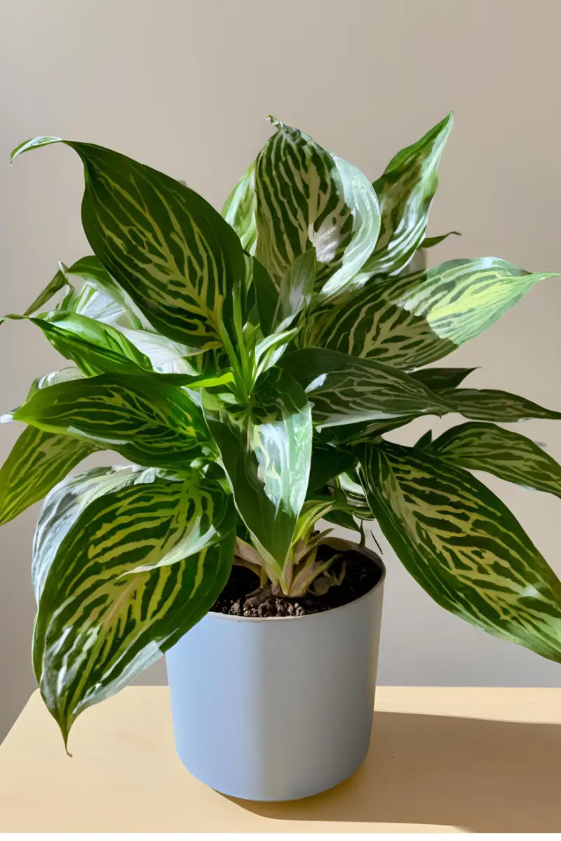 A vibrant Chinese Evergreen plant in a decorative pot with red and green leaves.