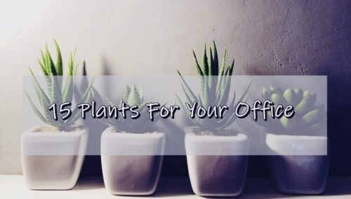 15 Plants For Your Office