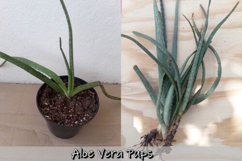 Aloe Vera