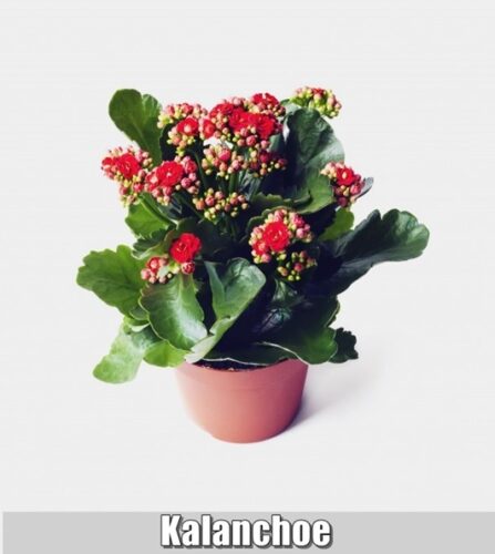 Dirtgreen.com - Everything Around The Yard15 Plants For Your Office Desk or Business