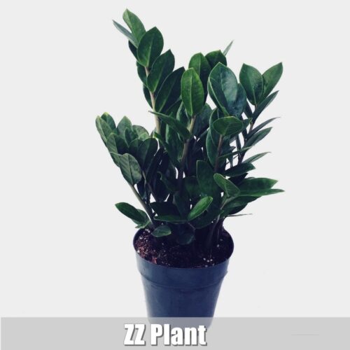 Dirtgreen.com - Everything Around The Yard15 Plants For Your Office Desk or Business