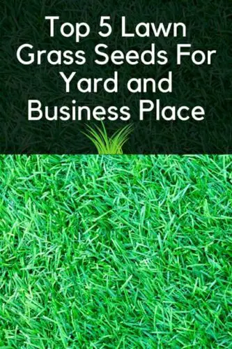 Top 5 Lawn Grass Seeds For Yard and Business Place