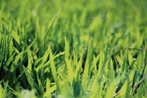 What Makes Green Grass Grow