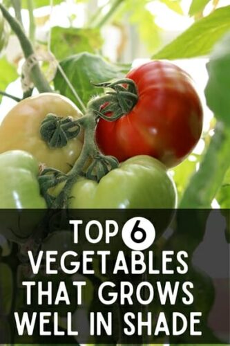 Top 6 Vegetables That Grows Well In Shade