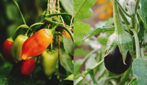 Top 8 Summer Vegetables You Can Grow During The Heat