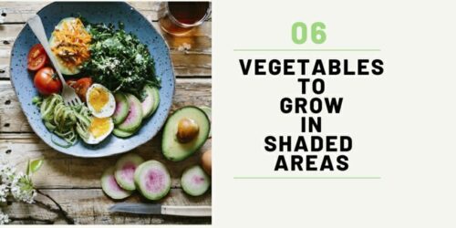 Vegetables To Grow in Shaded Areas