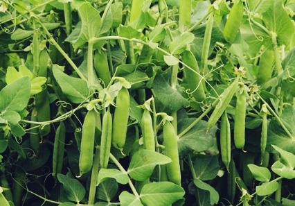 Can Sweet Peas Grow in Containers