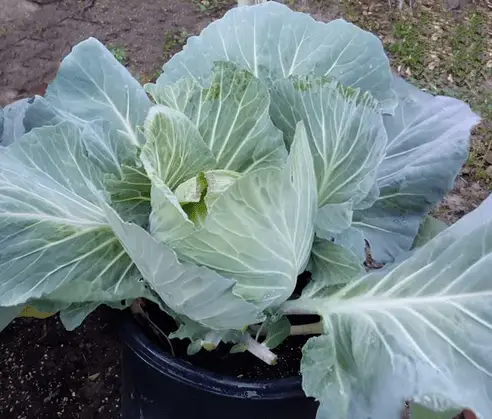 Dirtgreen.com - Everything Around The YardGrowing Cabbage In a Container The Correct Way
