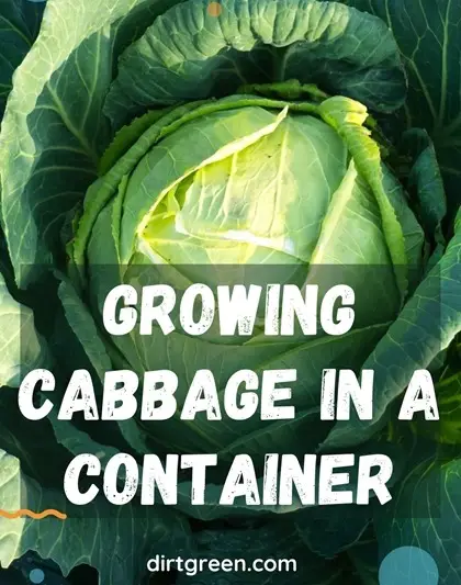 Dirtgreen.com - Everything Around The YardGrowing Cabbage In a Container The Correct Way