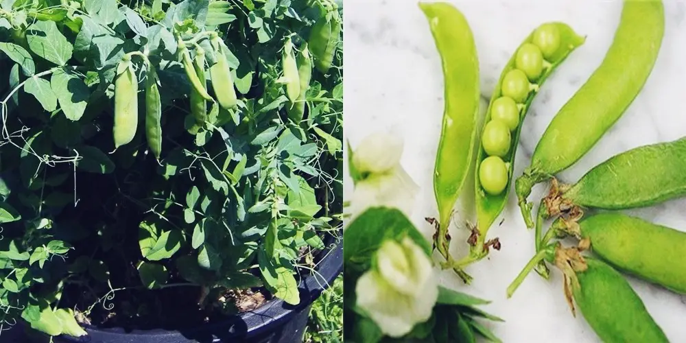 Can Peas Grow in Containers?