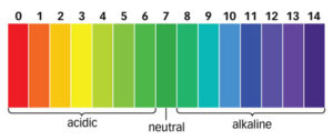 Dirtgreen.com - Everything Around The YardGrowing Cabbage In a Container The Correct Way