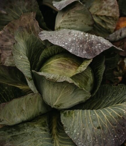 Red Acer Cabbage