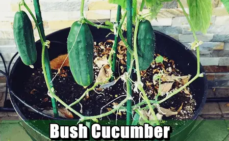 Buch Cucumber