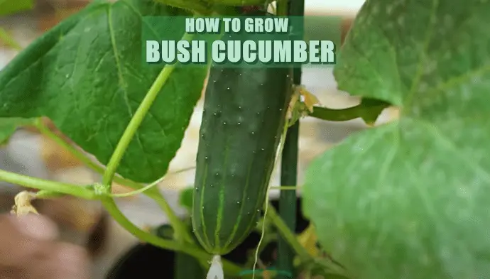 How To Grow Bush Cucumber In a Container or Backyard Garden