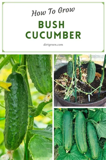 How To Grow Bush Cucumber In a Container
