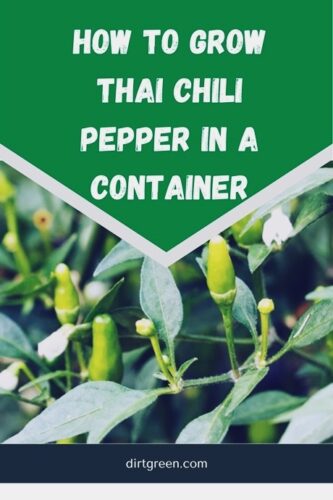 How To Grow Hot Thai Chili Pepper in a Container