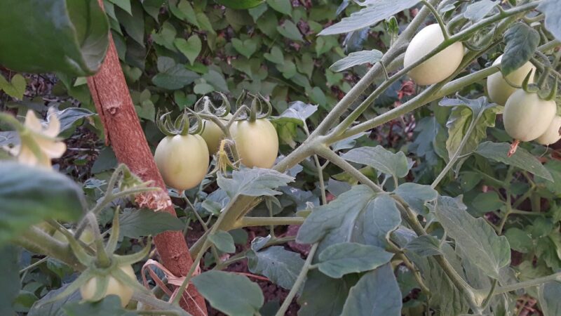 2 and a 1/2 months Tomato plant 