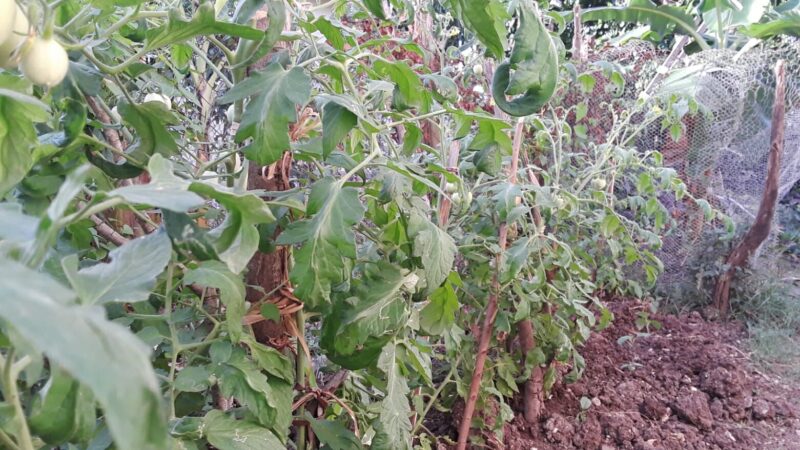 2 and a 1/2 months Tomato plant 