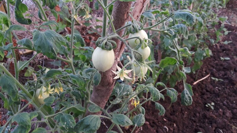 2 and a 1/2 months Tomato plant 