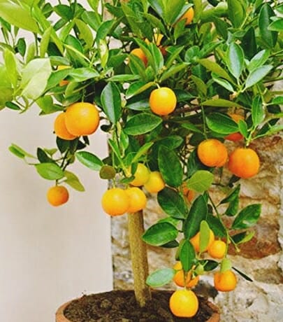 Dwarf Orange Plant