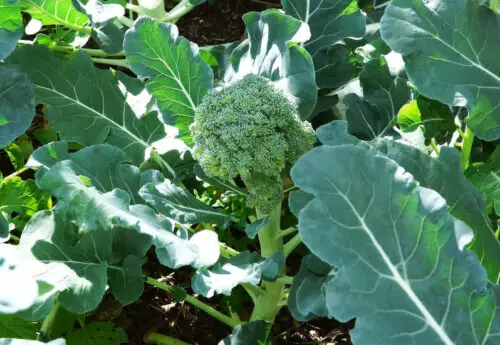 Growing Green Magic Broccoli In Your Backyard Garden