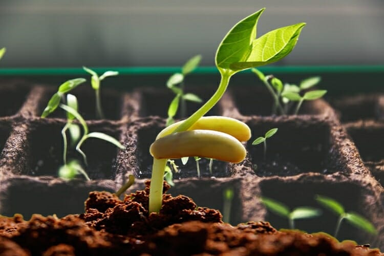 How Long Does Beans Take To Germinate