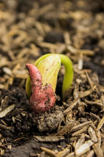 What Happens When a Bean Seed Germinate