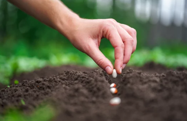 how long does it take a bean plant to grow