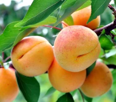 Apricot Trees