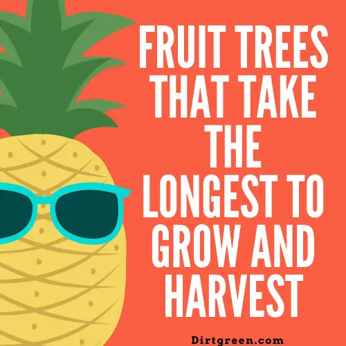 Fruit Trees That Take The Longest To Grow And Harvest