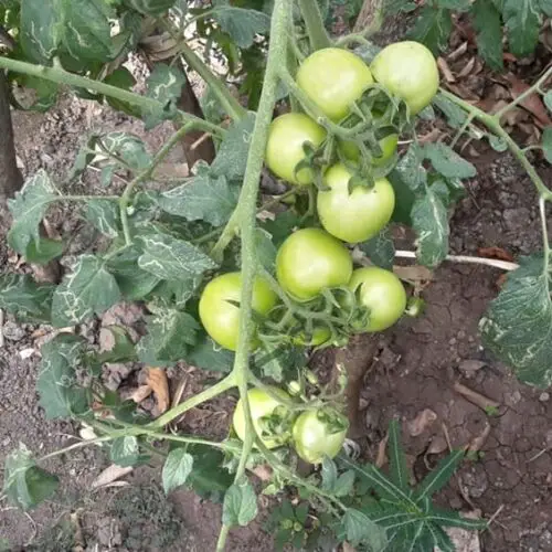 Garden-Grown Tomatoes 