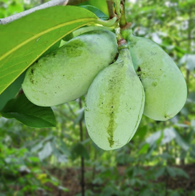 Pawpaw Tree