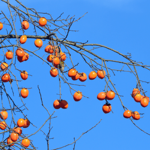 Persimmon Trees