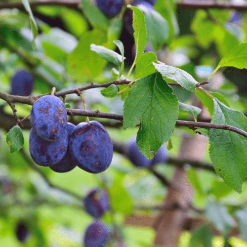 Plum Trees is one of the 10 fruit trees that take the longest to grow