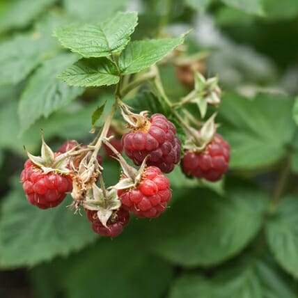 Raspberry (R letter Fruit)
