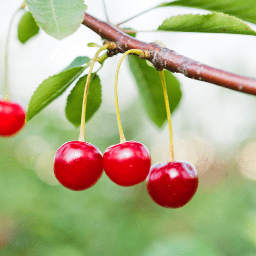 Sour Cherry Trees