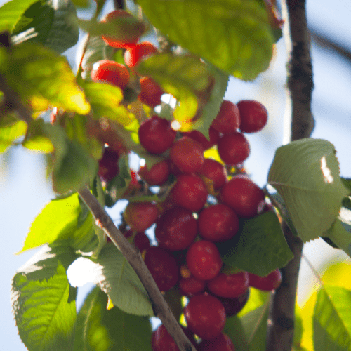 Sweet Cherry Trees