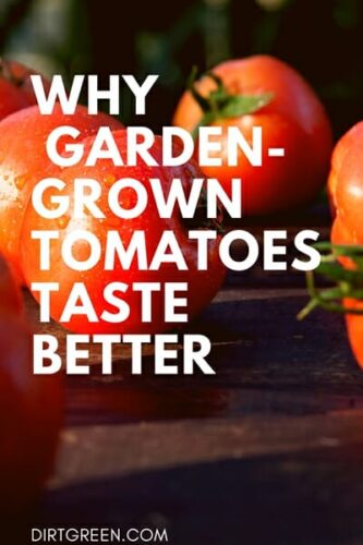 Why Do Garden-Grown Tomatoes Taste Better