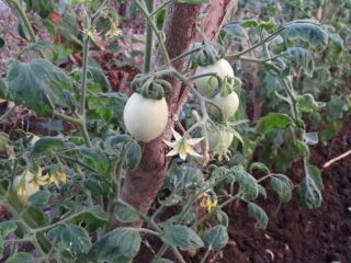 Why Do Garden Tomatoes Taste Better Than Store Tomatoes