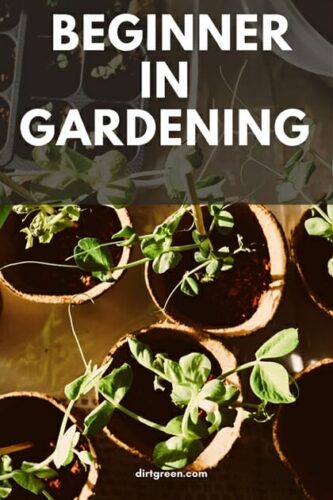Absolute Guide For A beginner in Gardening