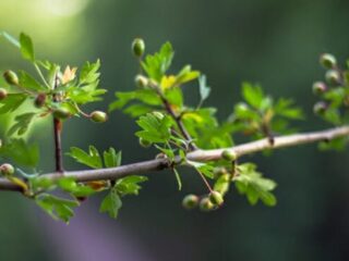 Can Gardening Help The Environment