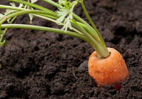 How Long Does A Carrot Seed Take To Germinate? (Guide)