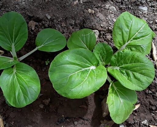 How Long Does Bok Choy Seed Take To Germinate horz