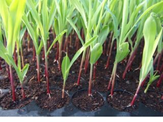 How Long Does Corn Take To Germinate From The Seed?