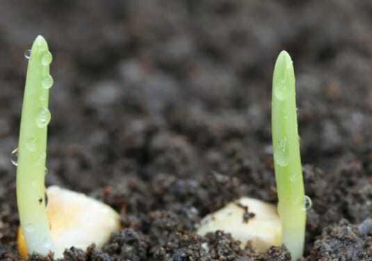 How Long Sweet Corn Takes To Germinate