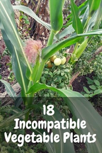 18 Incompatible Vegetable Plants