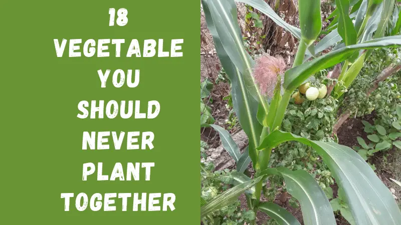 18 Vegetable You Should Never Plant Together
