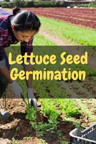 How Long Does It Take Lettuce Seed To Germinate