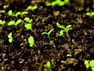 How Long Does Lettuce Take To Germinate From The Seed